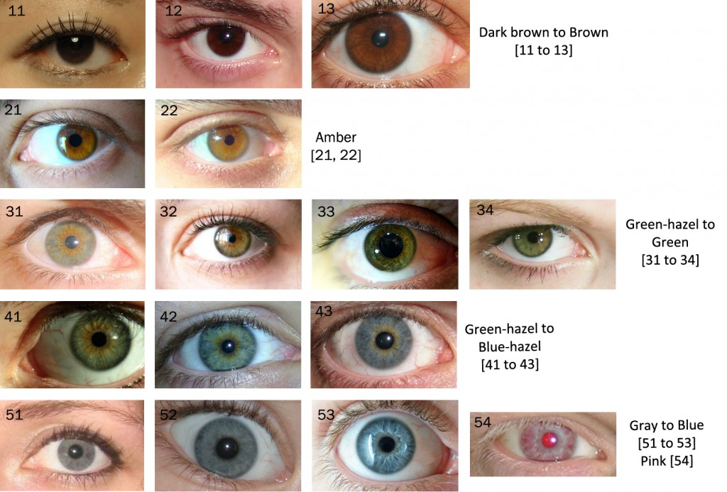 Hazel Eyes Color Vs Light Brown Bmp clown