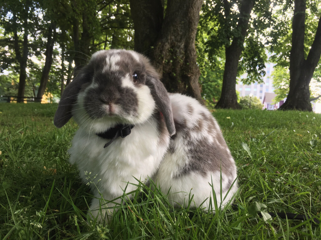 Holland Lop Color Chart Holland Lop Rabbit Colors Artofit