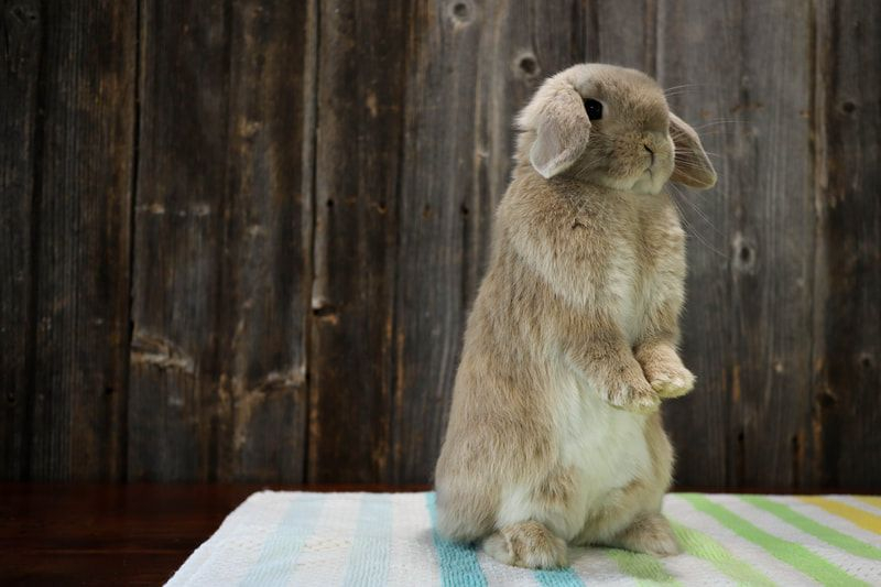 Holland Lop Color Chart Holland Lop Rabbit Colors Artofit