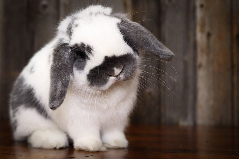 Holland Lop Color Chart Holland Lop Rabbit Colors Artofit