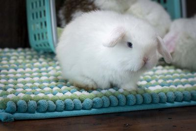 Holland Lop Color Chart Holland Lop Rabbit Colors Rabbit Colors 