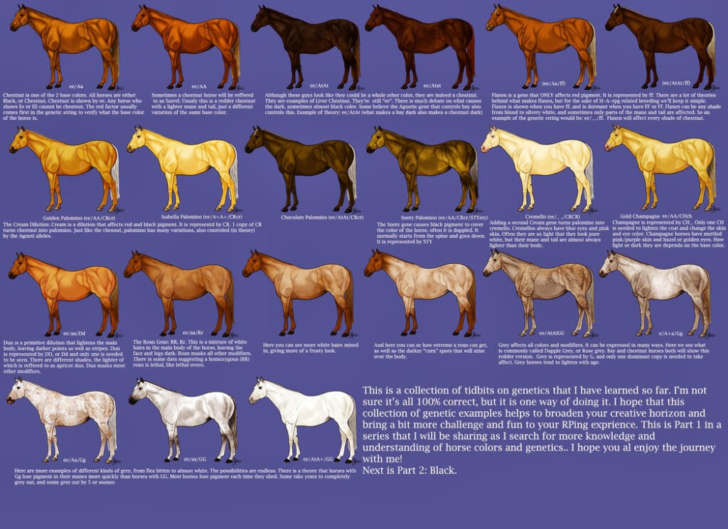 Horse Color Chart Breeding