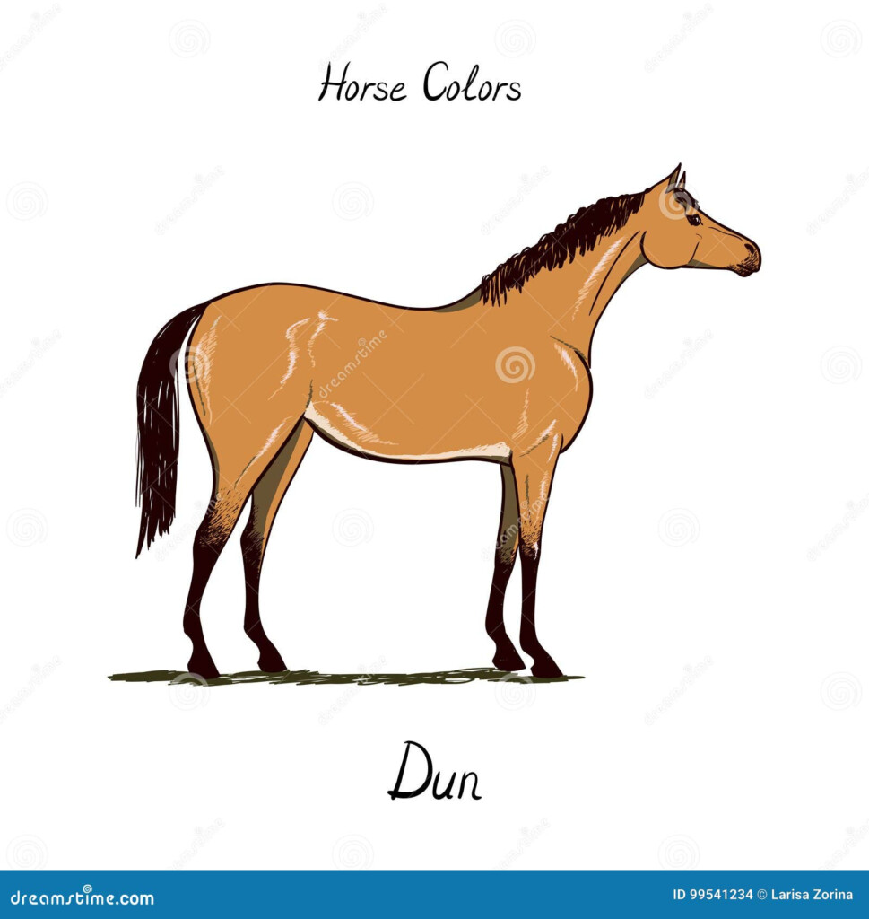 Horse Color Chart On White Equine Dun Coat Color With Text Vector 