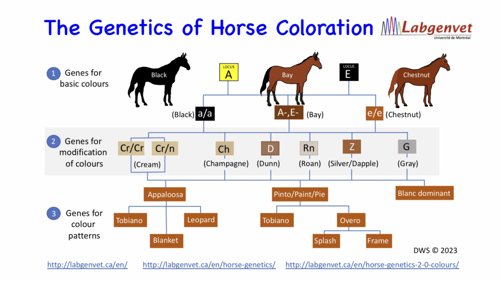 Horse Genetics 2 1 Colour Chart Laboratoire De G n tique V t rinaire