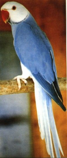 Indian Ringneck Mutations Chart