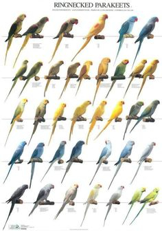 Indian Ringneck Parrot Aviculture Hub
