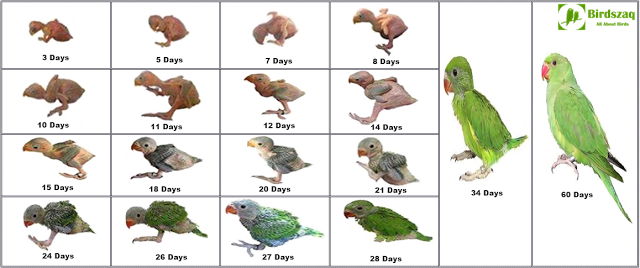 Indian Ringneck Parrot Chick Growth Birdszaq