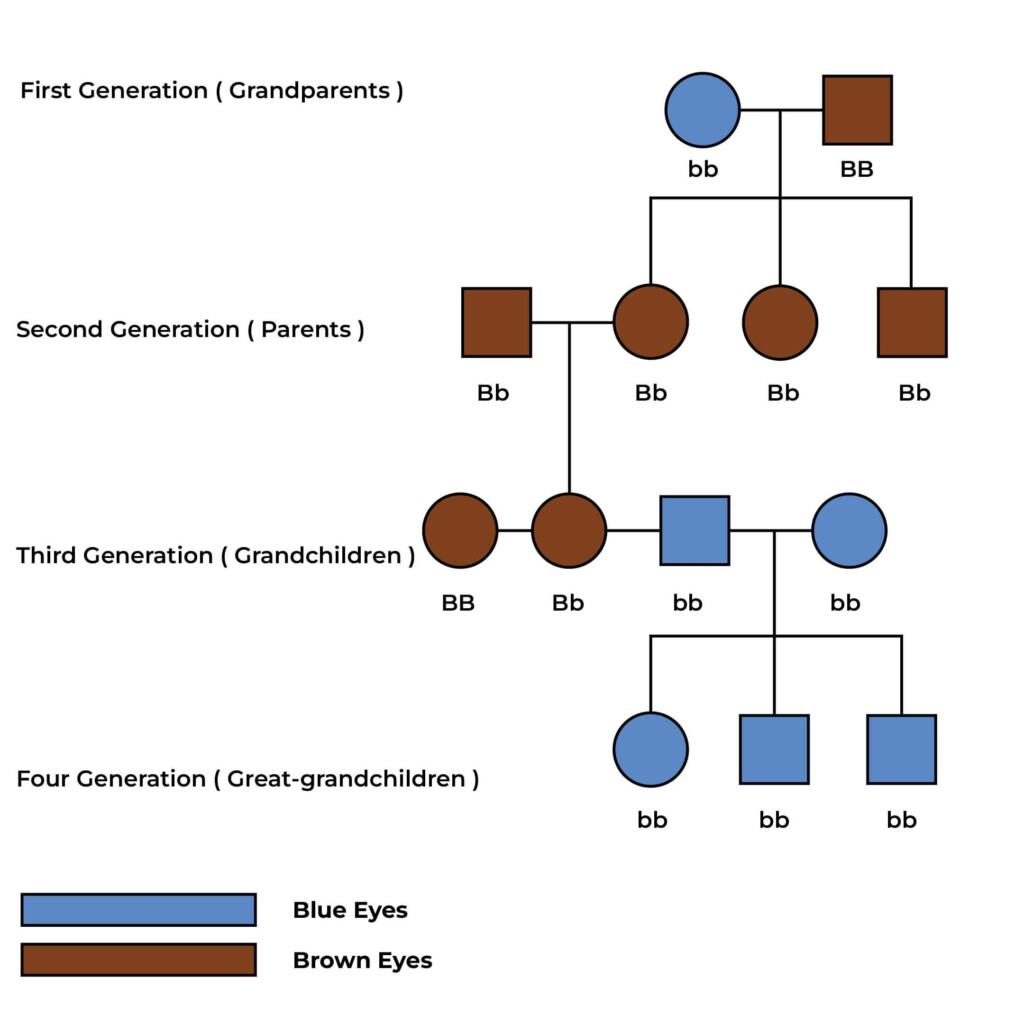 Is Eye Color Genetic 