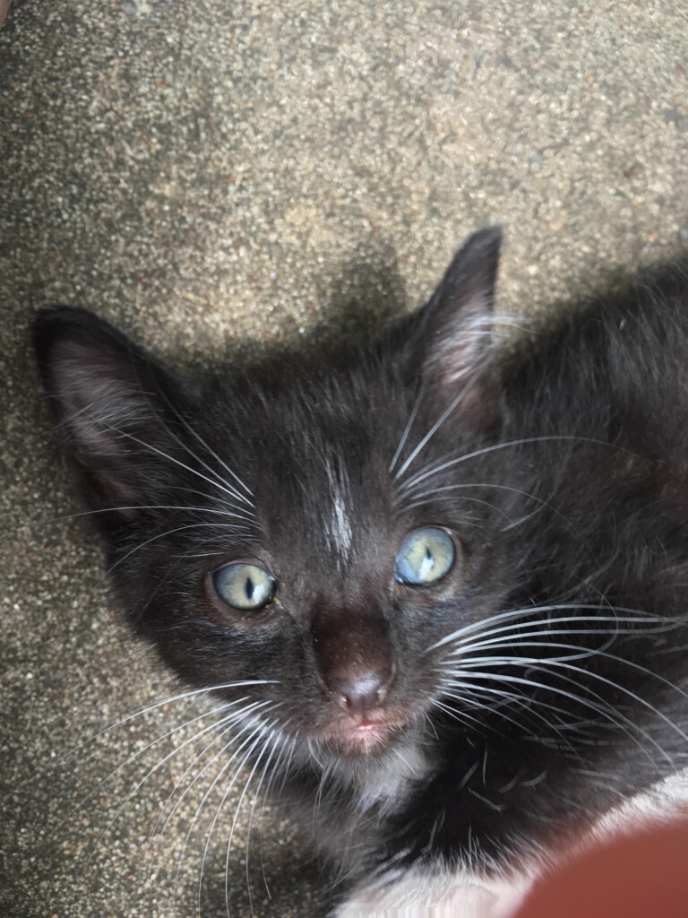 Kitten Eye Color Change Progression Coloring Pages