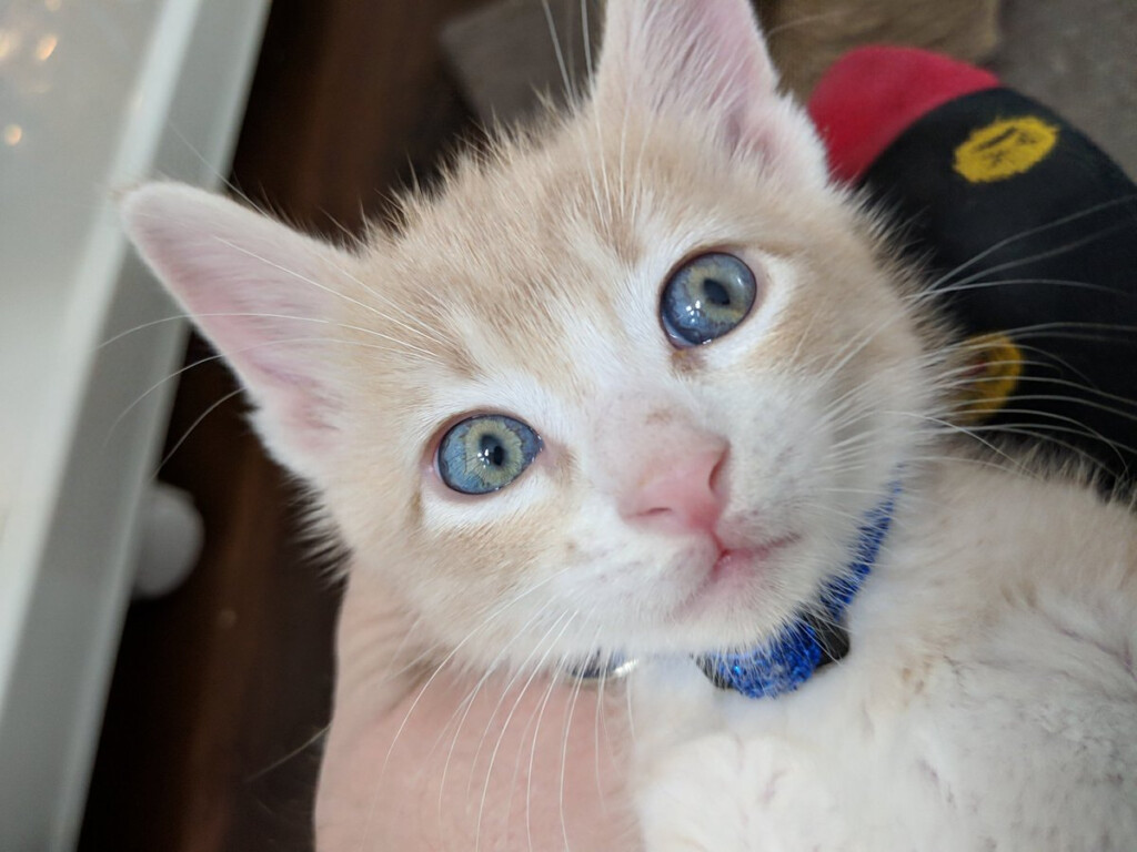 Kitten Eye Color Chart