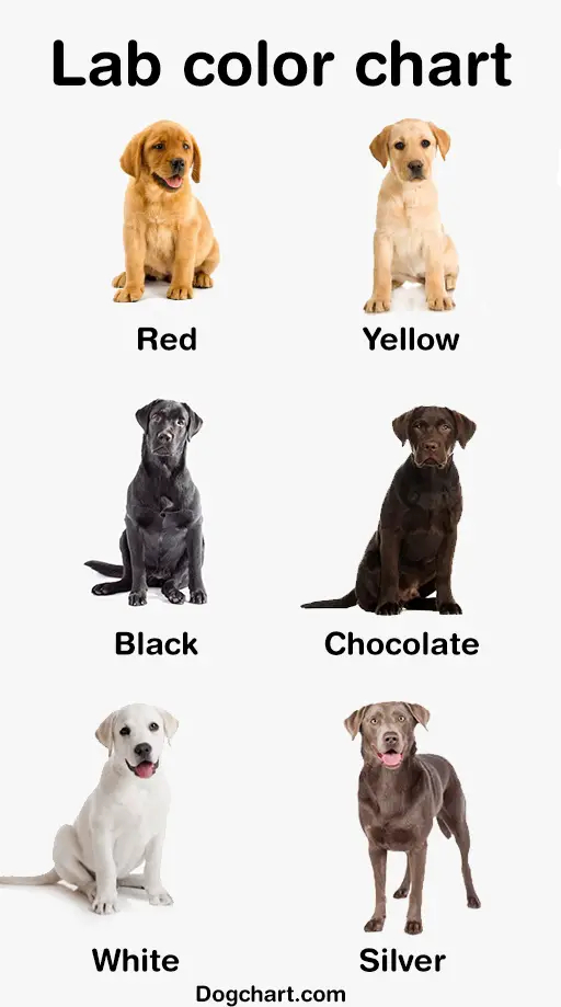 Labrador Retriever Color Chart Breed Genetic Coat Color