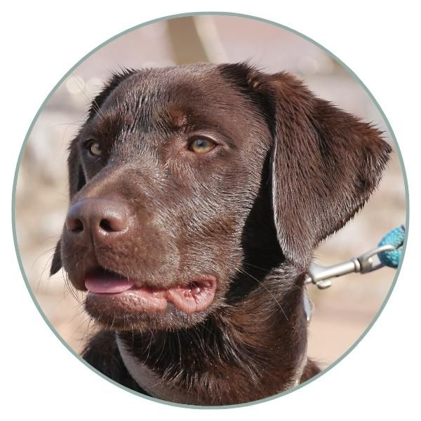 Labrador Retriever Color Chart Coats And Colors