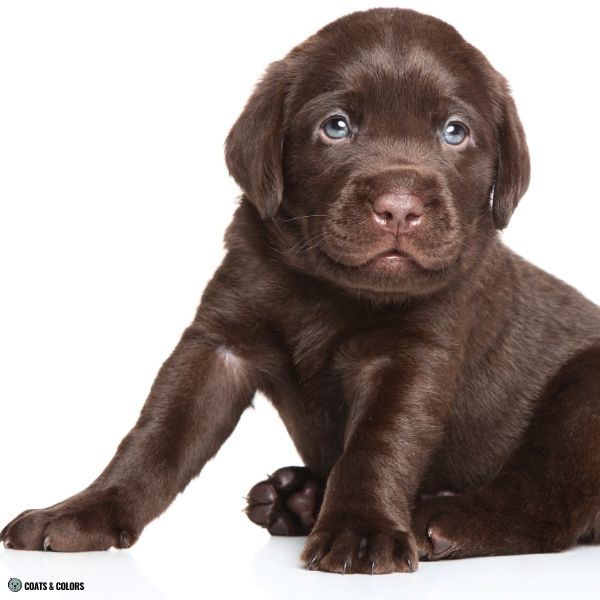 Labrador Retriever Color Chart Coats And Colors
