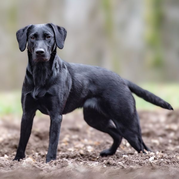 Labrador Retriever Color Chart Coats And Colors