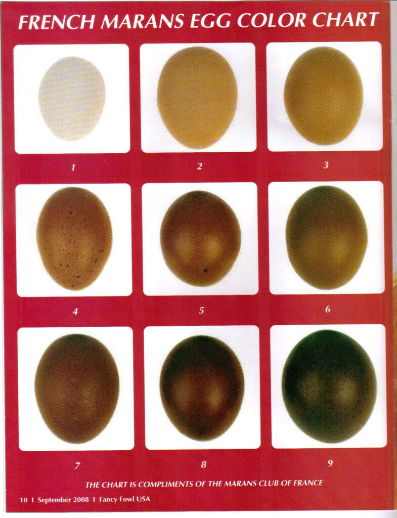 Marans Egg Color Chart