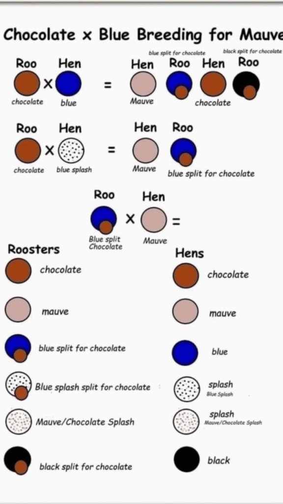 Orpington Color Breeding Chart