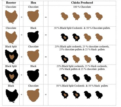 Orpington Color Breeding Chart BackYard Chickens Learn How To Raise 