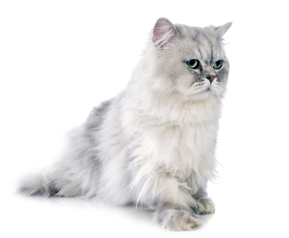 Persian Breeding Pets24