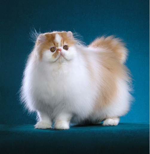 Persian Cat Breeding Cat Lovers