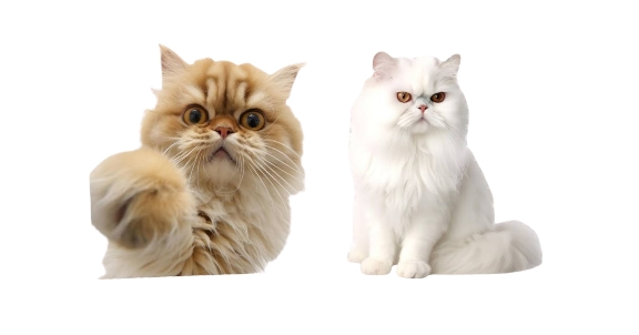 Persian Cat Breeding Color Chart Diversity In Colors And The Impact Of 