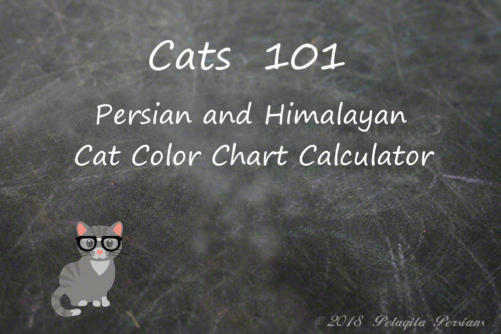 Persian Cat Color Chart
