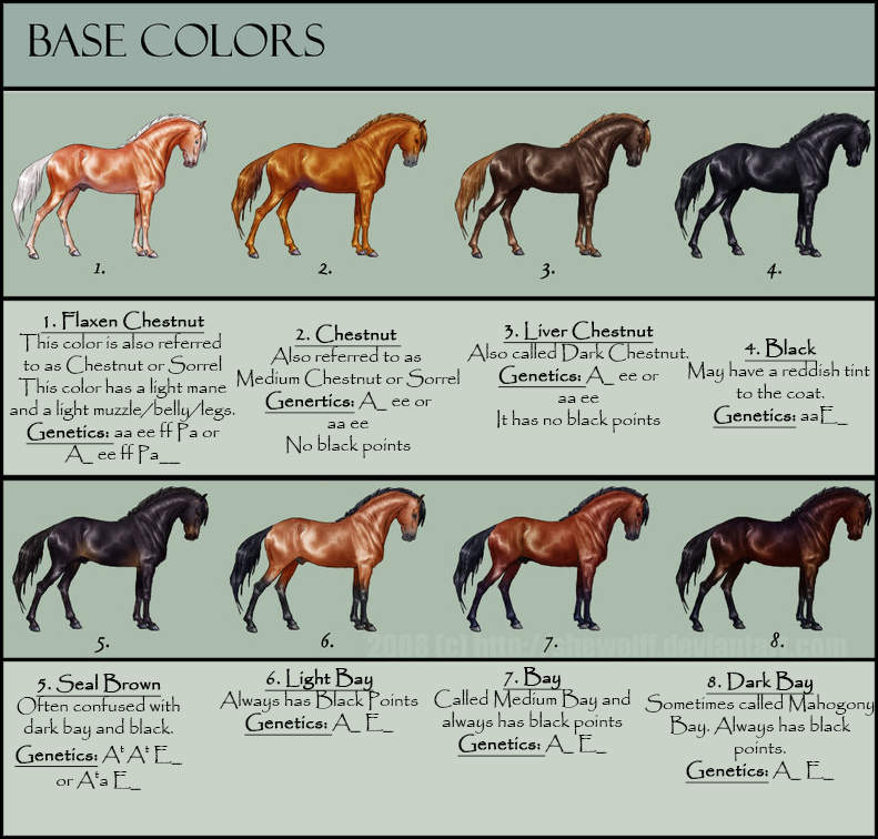 Pin By Annie Mcmillin On Horse Color Chart Horse Colo Vrogue co
