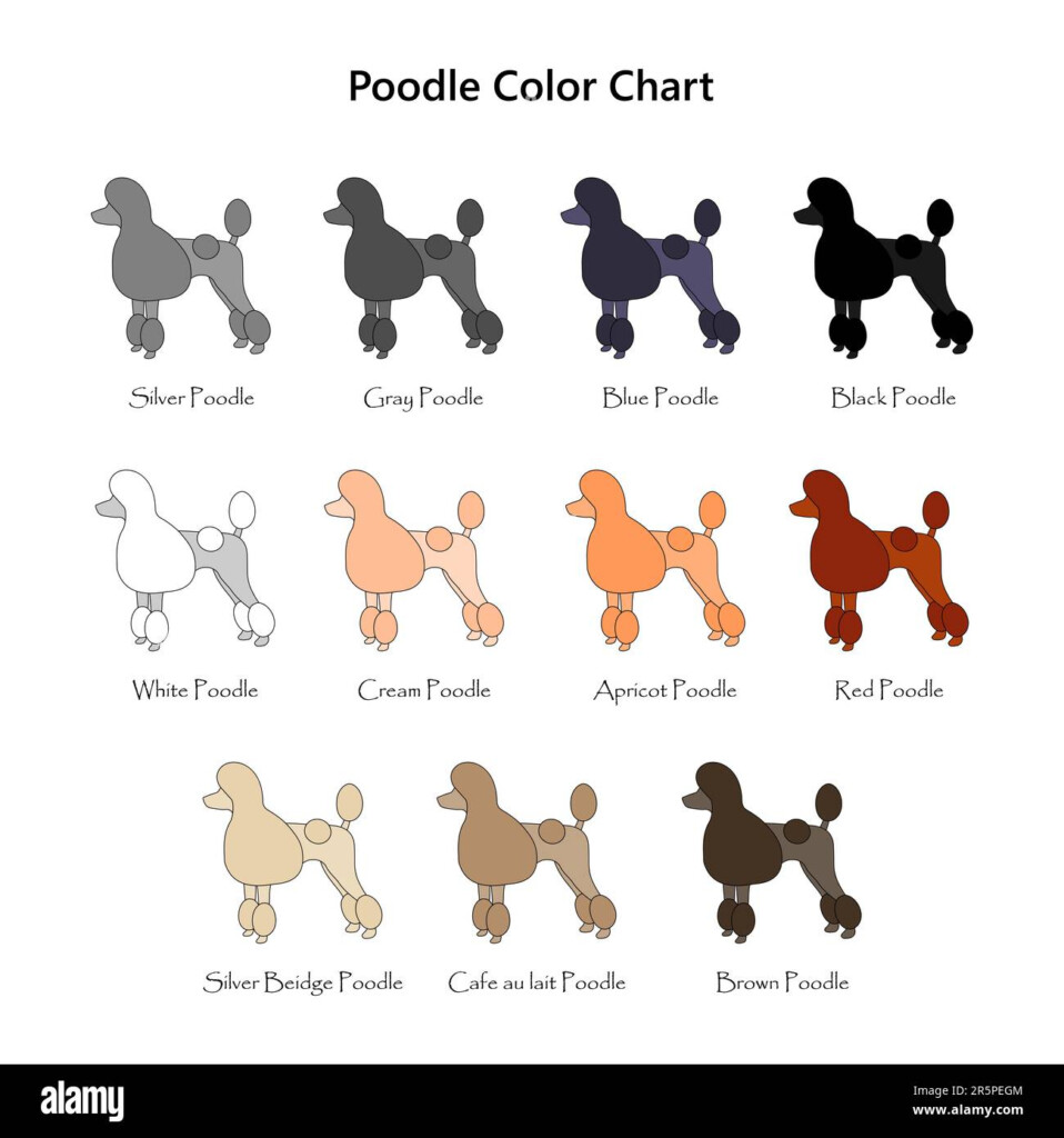 Poodle Color Chart By TsonianFieldsRanch On DeviantArt 45 OFF