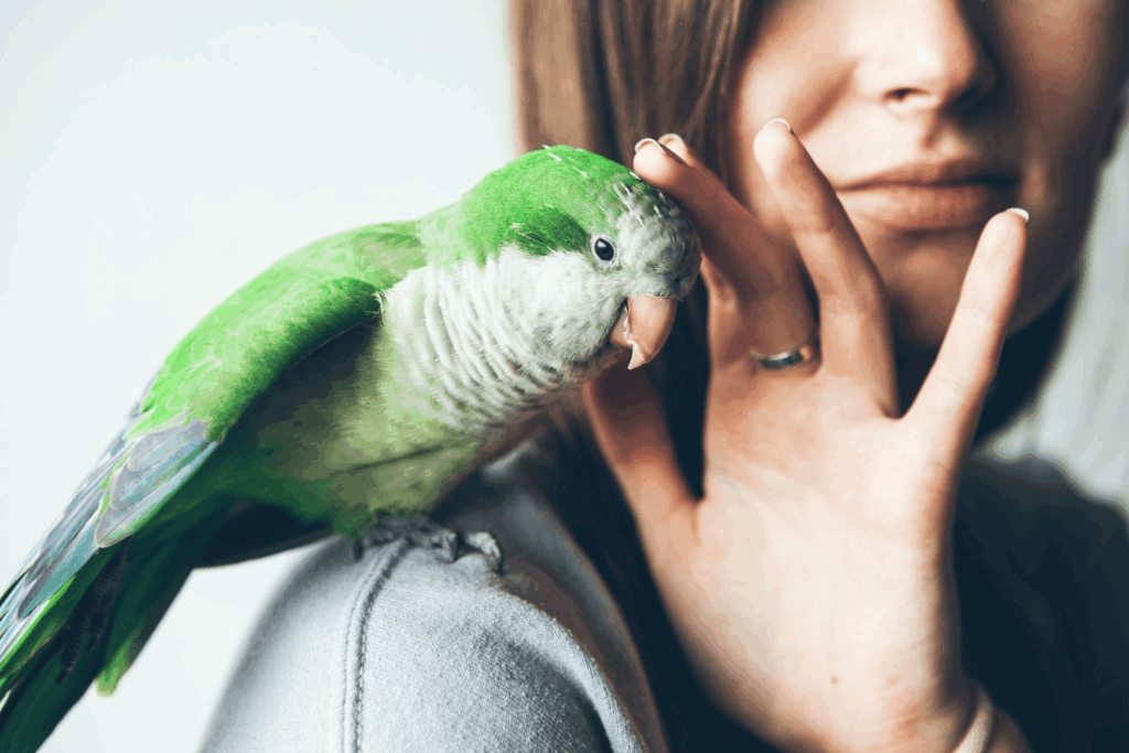 Quaker Parrot Color Mutation Chart Infoupdate