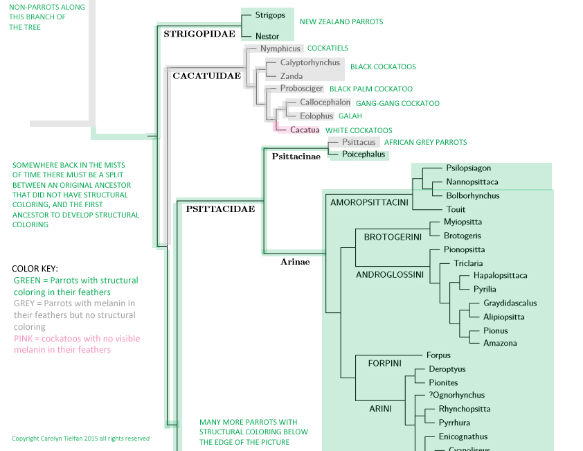 Quaker Parrot Color Mutation Chart Infoupdate