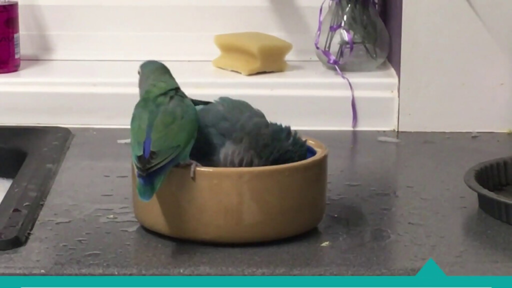 Quaker Parrot Color Mutation Chart Infoupdate