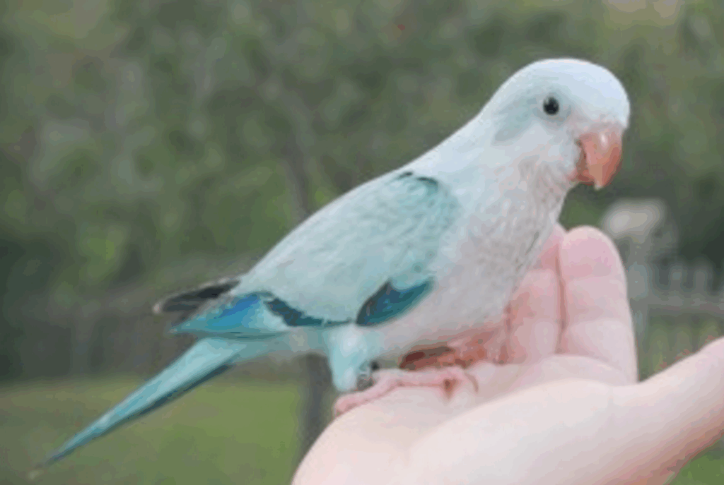 Quaker Parrot Color Mutations Chart Infoupdate