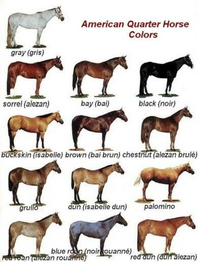 Quarter Horse Color Chart Ponasa