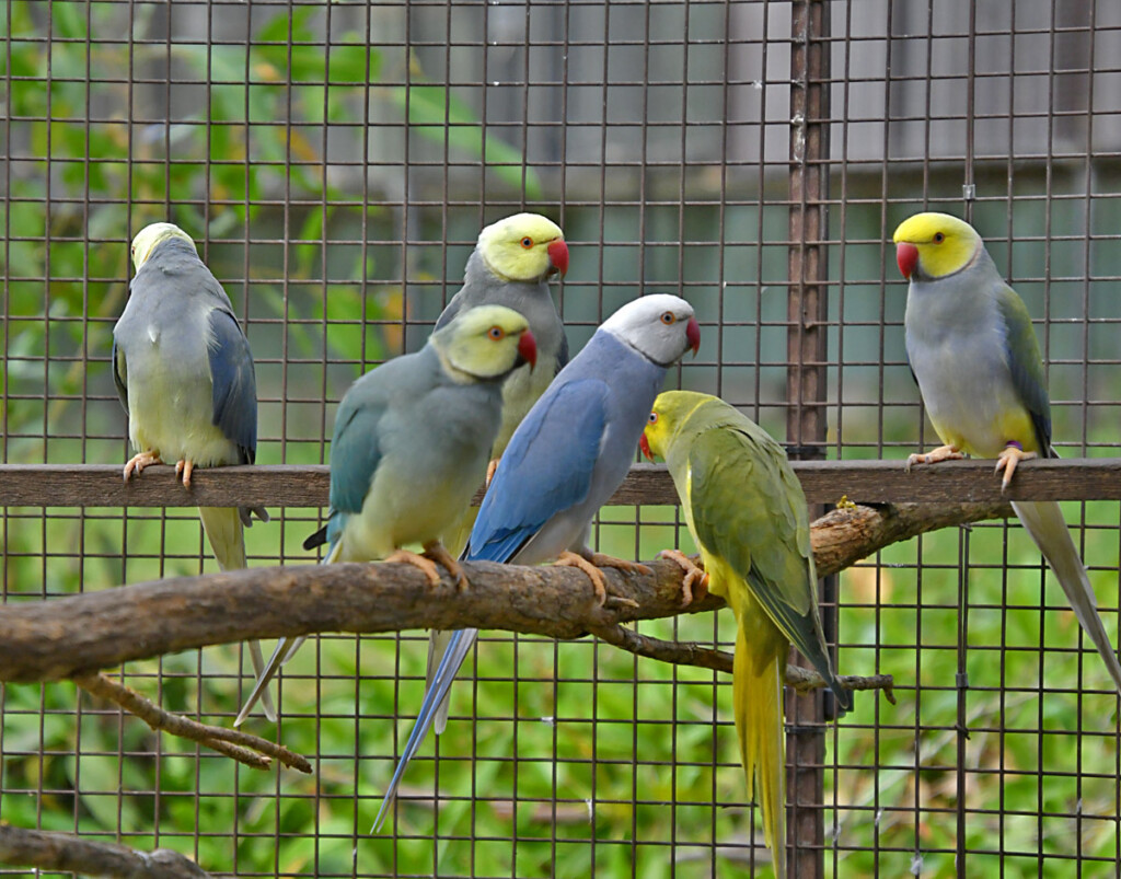 Ringneck Colour Chart A Visual Reference Of Charts Chart Master