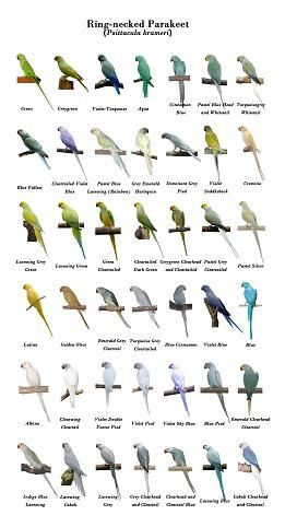 Ringneck Colour Chart A Visual Reference Of Charts Chart Master