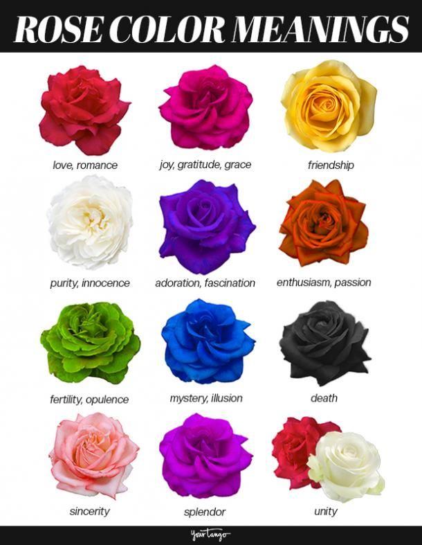 Rose Color Meanings Uncover The Symbolism Of Different Color Roses