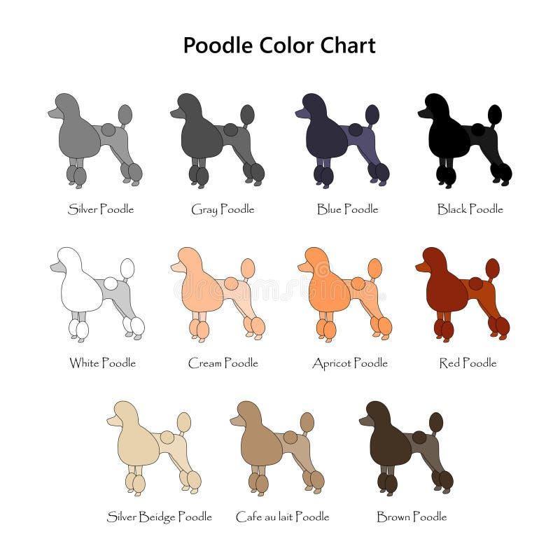 Set Of Dogs Poodle Color Chart Diifferent Coat Colors Variety Stock 