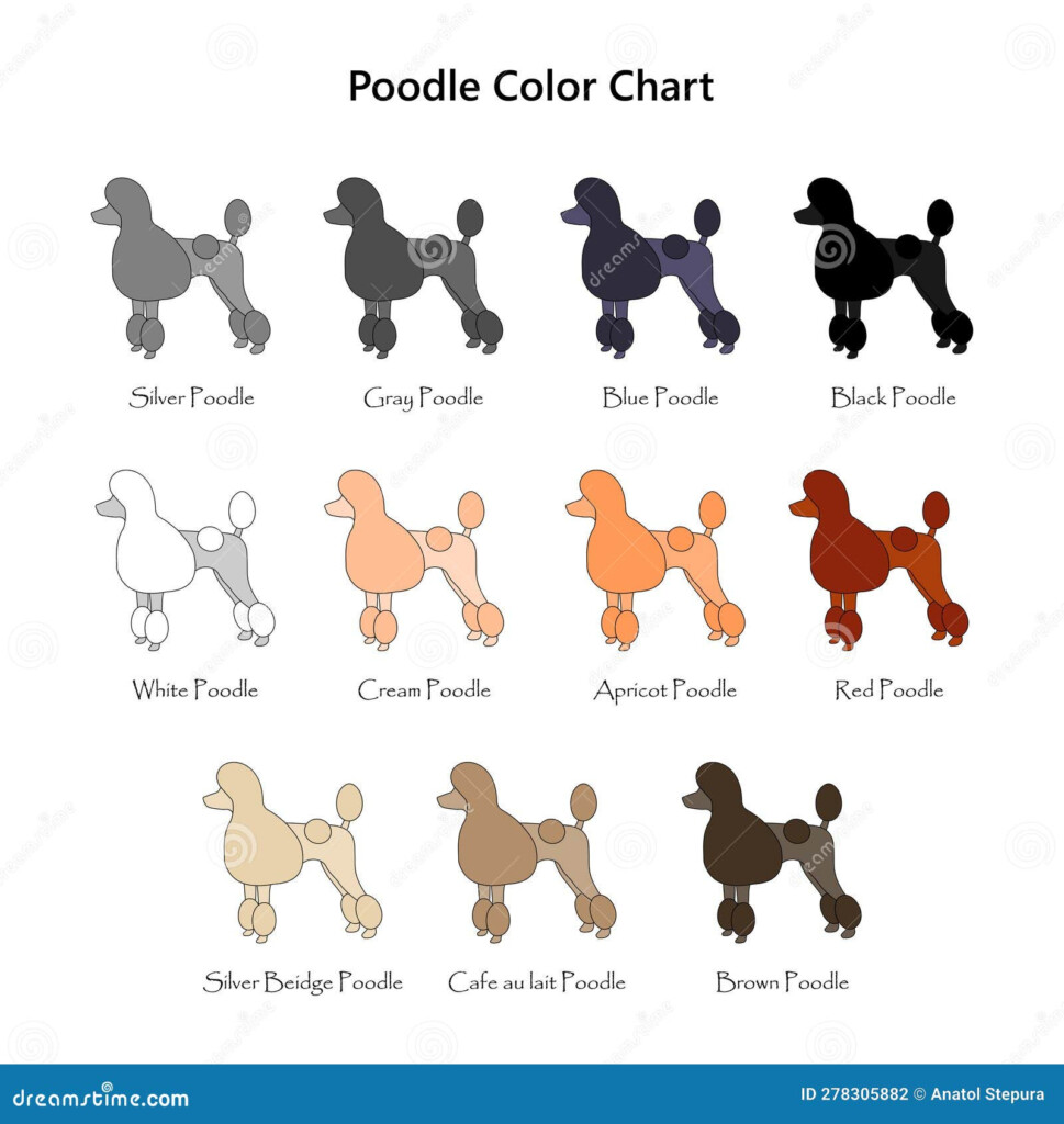Set Of Dogs Poodle Color Chart Diifferent Coat Colors Variety Stock 
