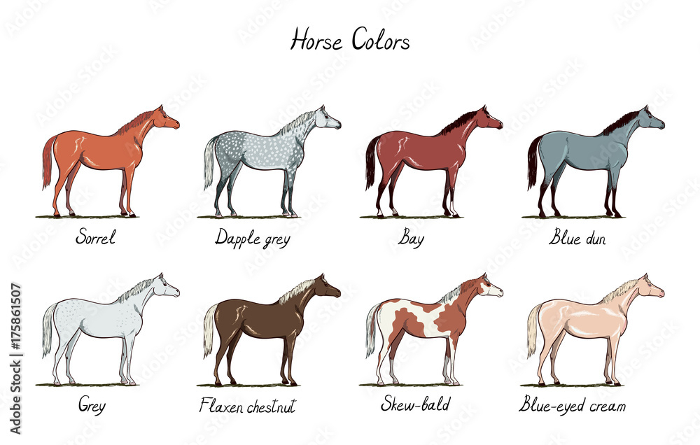 Set Of Horse Color Chart Equine Coat Colors With Text Equestrian 
