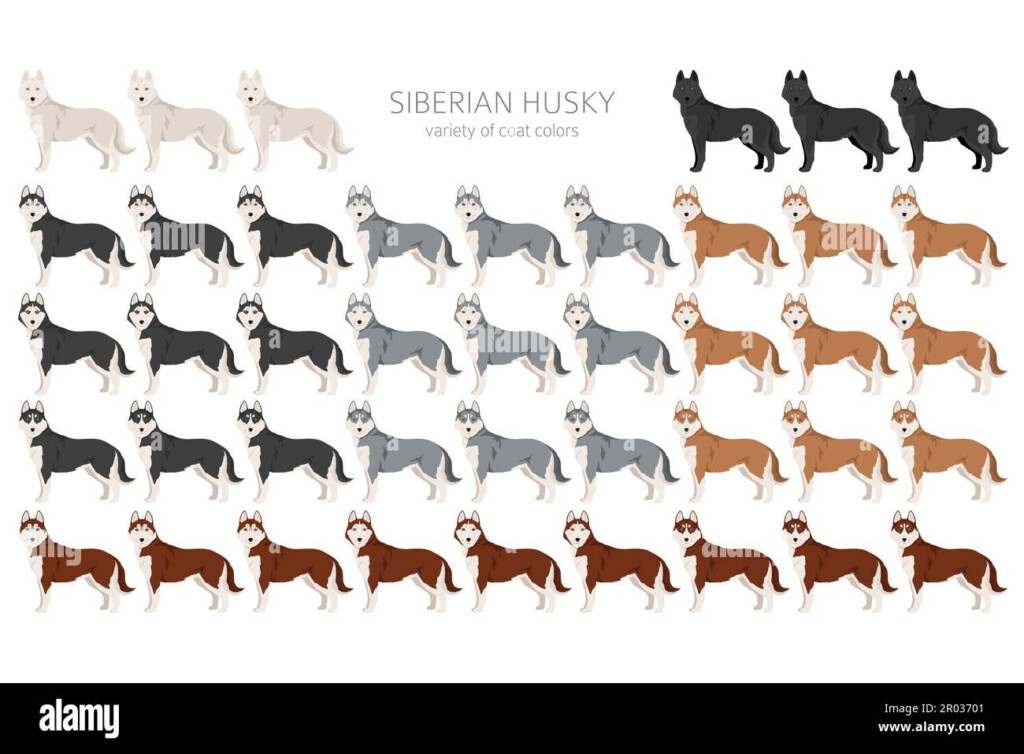 Siberian Husky Clipart All Coat Colors Set All Dog Breeds 