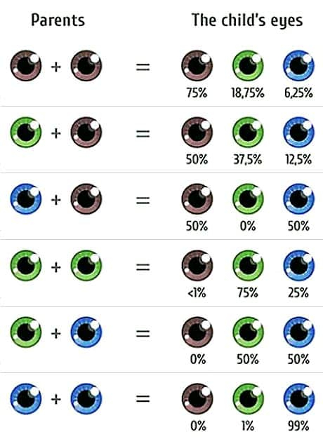 Skin Color Genetics Calculator Infoupdate