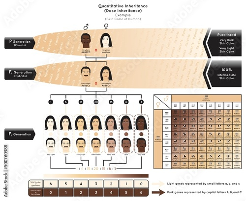 Skin Color Genetics Calculator Infoupdate