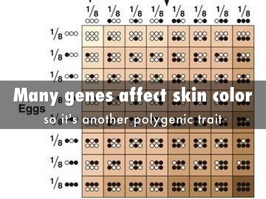 Skin Color Genetics Chart Vrogue co