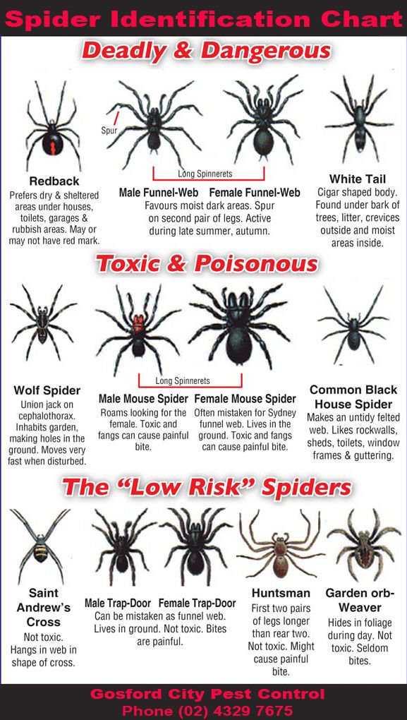 Spider Identification Chart Artofit