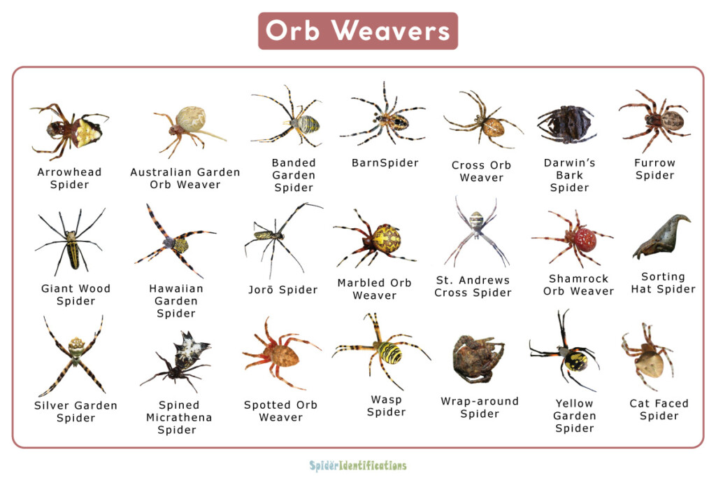 Spider Identification Chart Indiana Vrogue co
