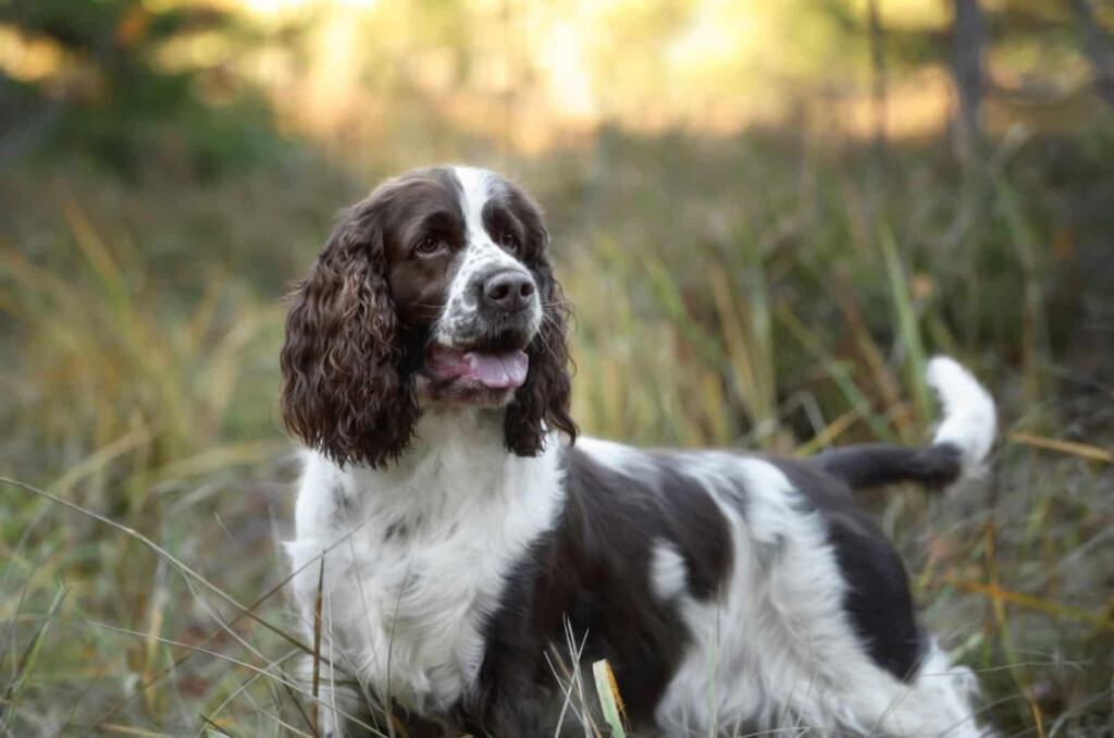 Springer Spaniel Growth Chart Monthly Guide