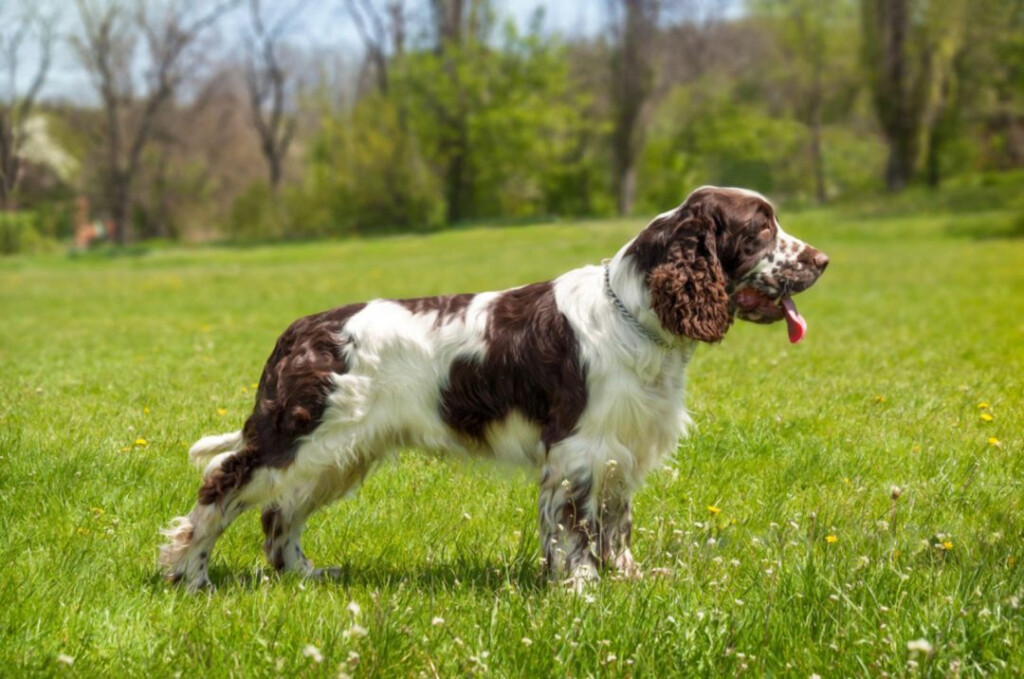 Springer Spaniel Growth Chart Monthly Guide