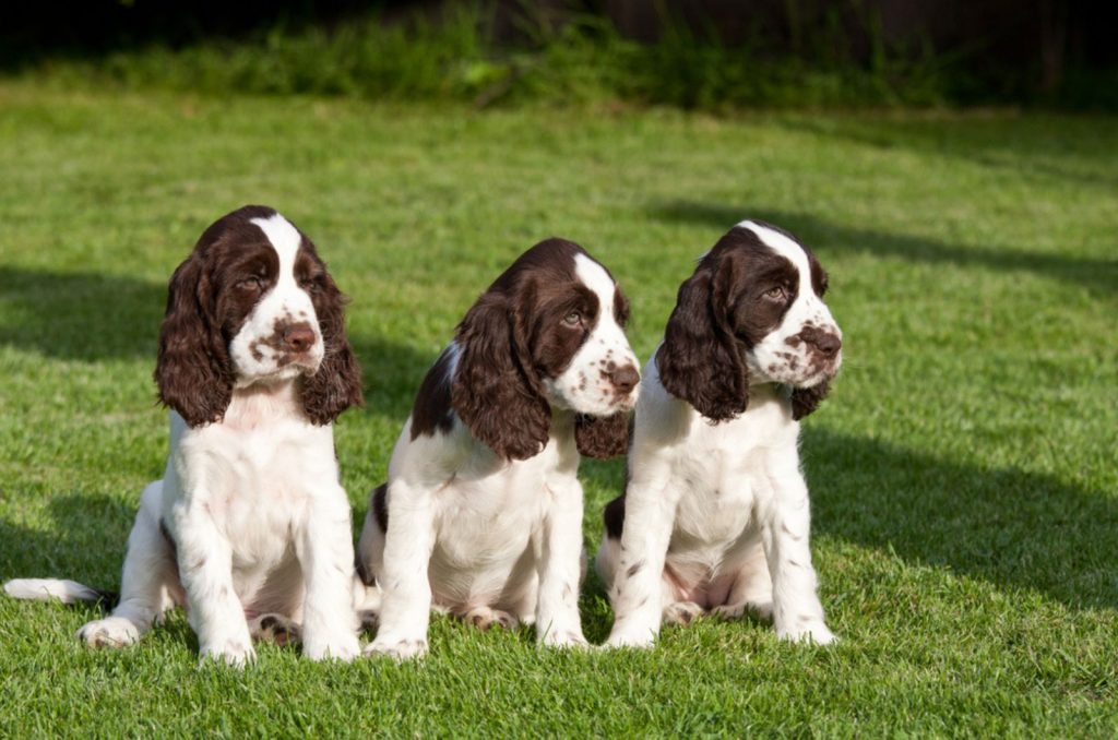 Springer Spaniel Growth Chart Monthly Guide