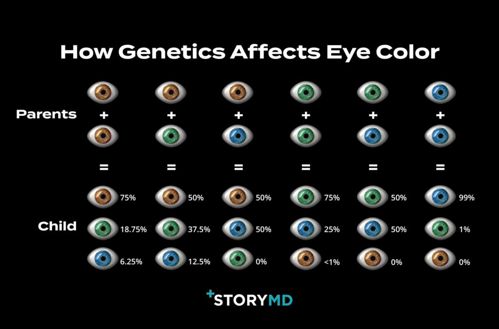 Structural Eye Color Google Search Eye Color Facts Ey Vrogue co