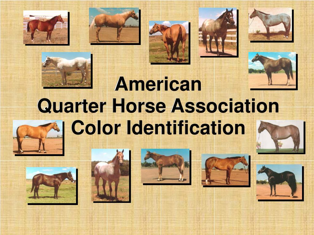 The American Quarter Horse Color Chart Vrogue co