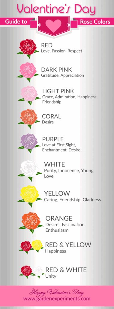 The Meaning Of Rose Colors A Valentine 39 s Day Guide